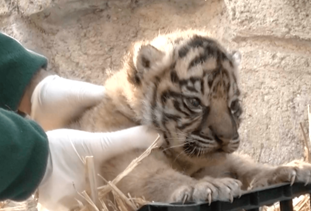 Video shows rare Sumatran tiger cub and mother on first days together
