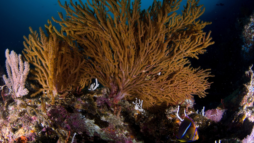 Extreme Heat Toasted the Caribbean’s Corals
