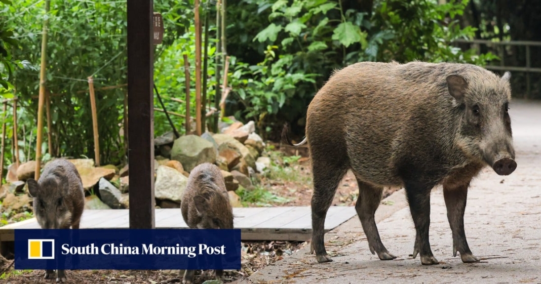 Hong Kong’s wild boar numbers dropped by 26% last year as authorities ramped up culling