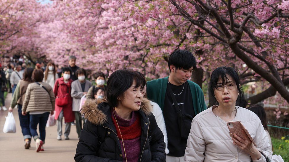 People walk under the bloom Kawazu zakura cherry trees IN jAPAN.