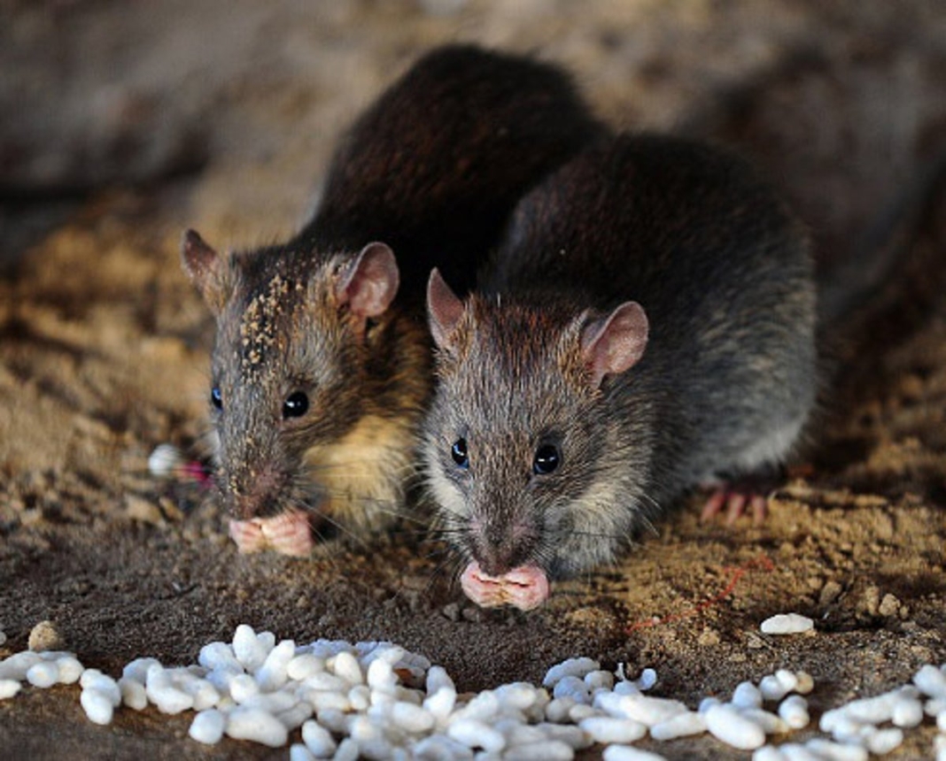 Rats get high after eating evidence at ‘rotting’ police station