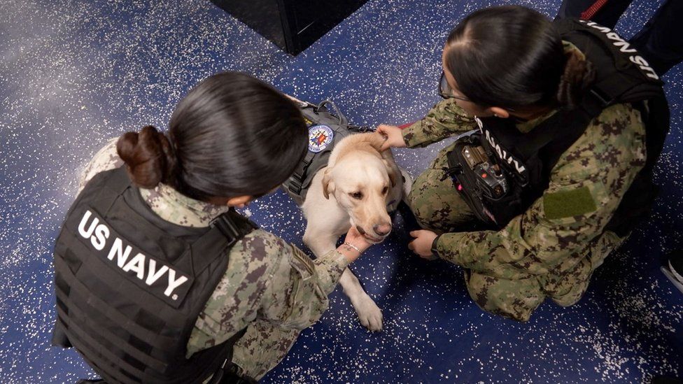 Demo, the dog, is patted by two US navy crew members