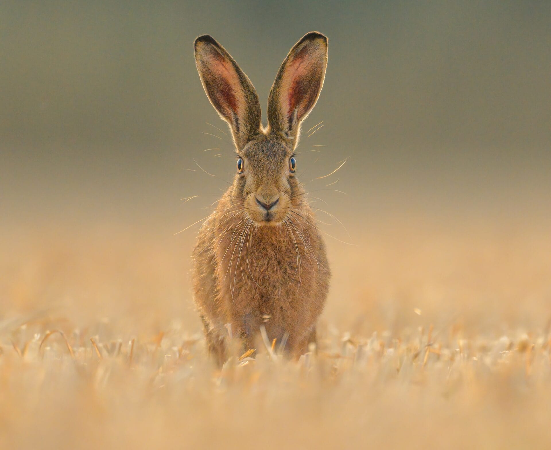 a hare looks straight ahead in a golden field