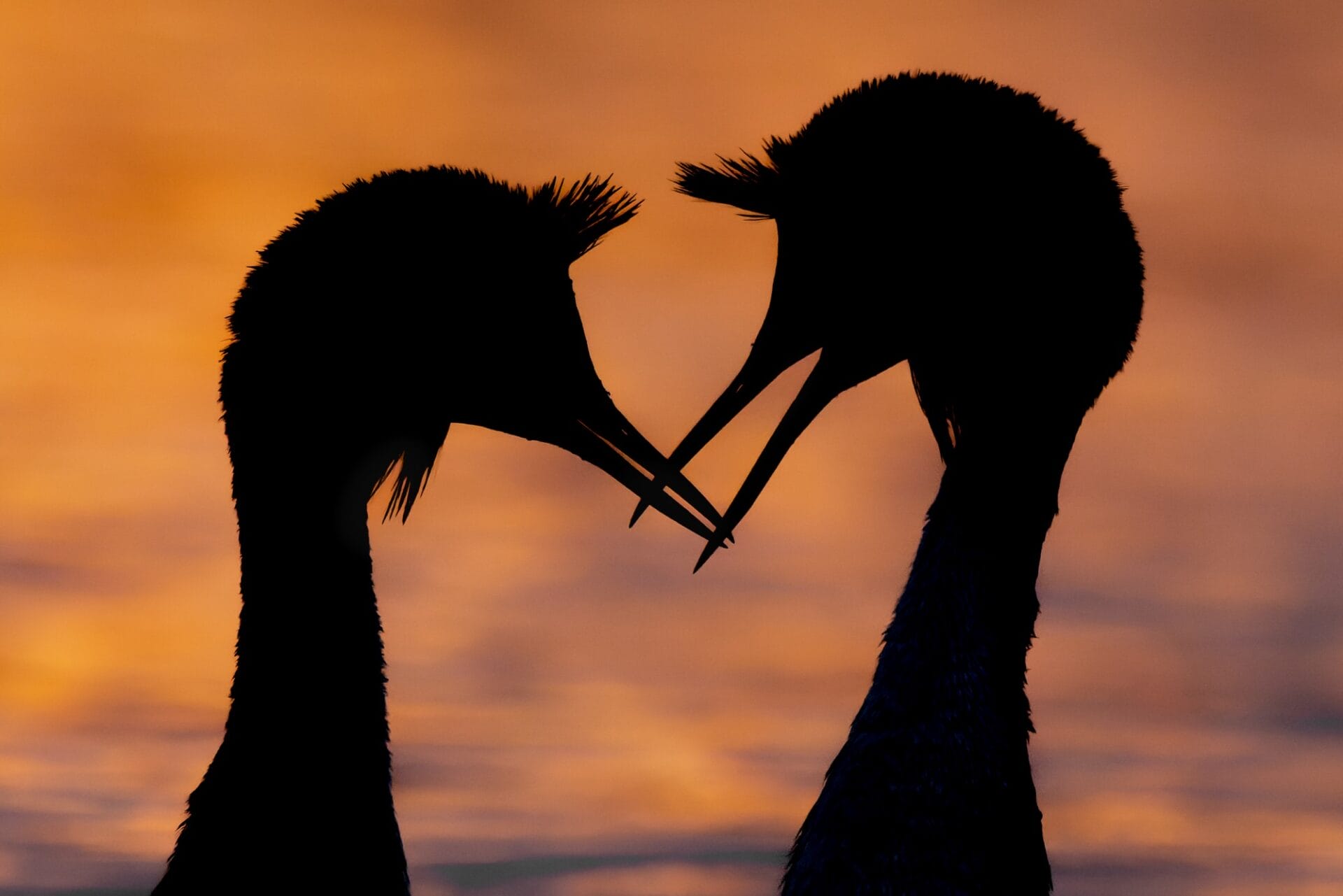 two silhouetted great crested grebes perform a courtship ritual