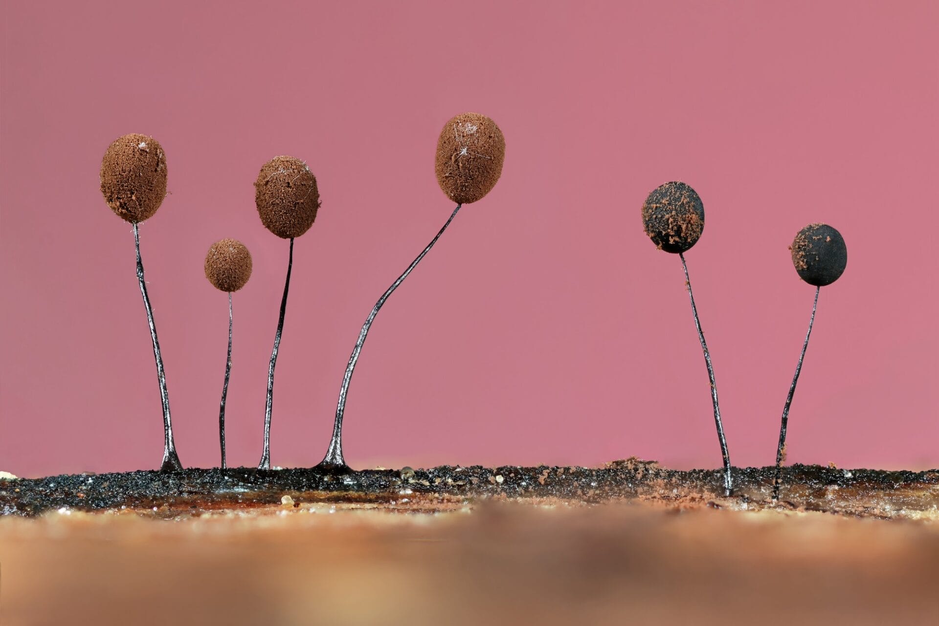 tiny slime mold photographed against a pink background
