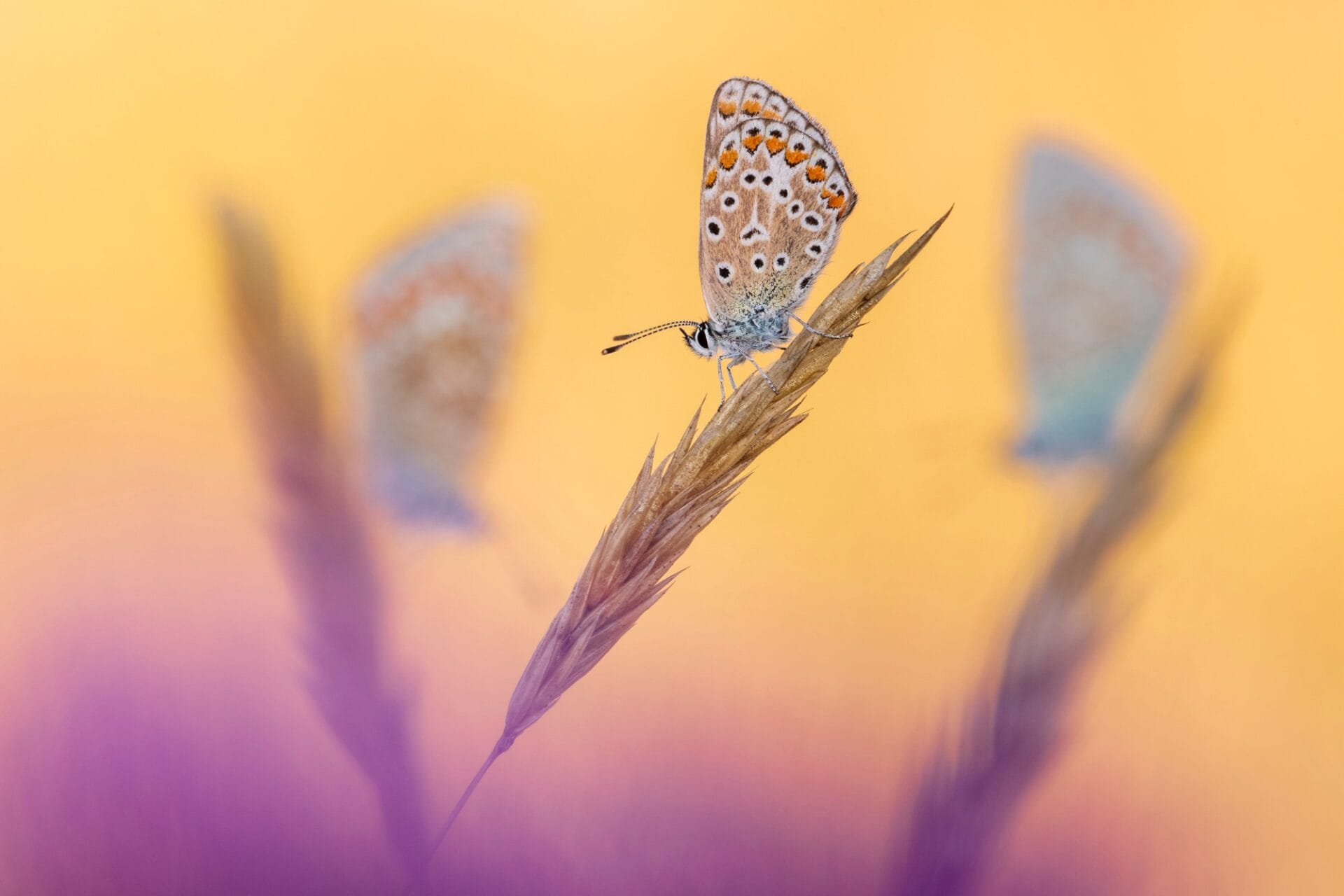A common blue butterfly on a piece of grass with two more blurred in the background against a yellow backdrop
