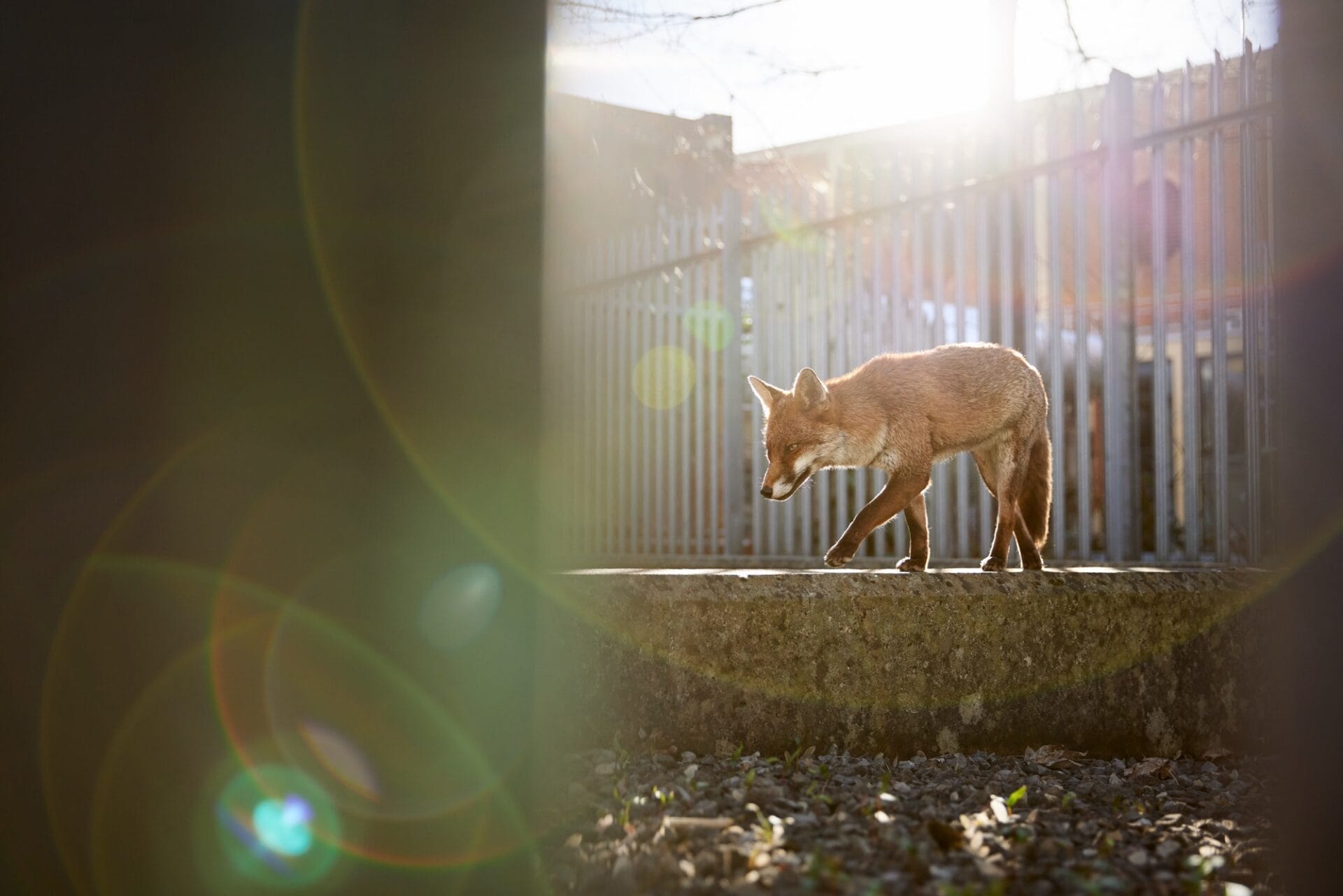 a fox wanders near a fence in an urban area
