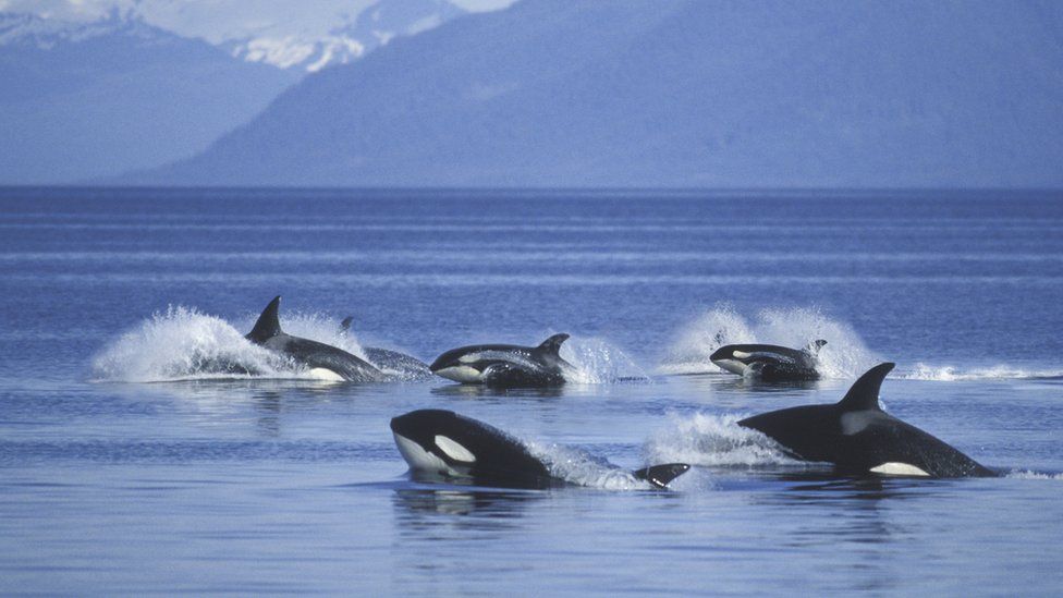 Pod of orcas