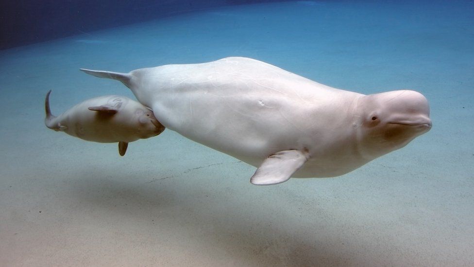 Beluga whale with calf